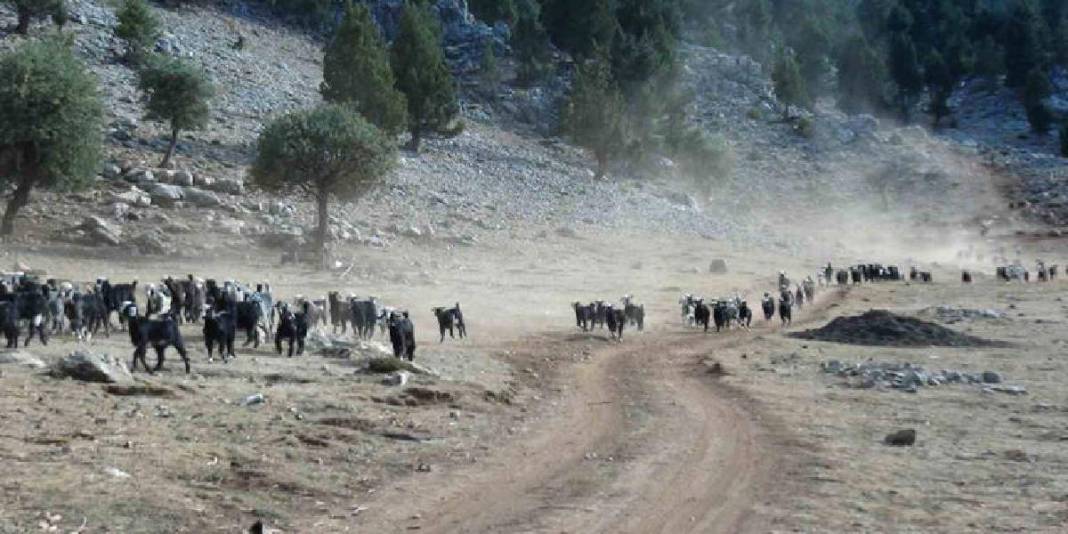 Mayıs ayında sürüyle çıktılar, şimdi rotalarını ters yöne çevirdiler! Yörüklerin dönüş hikayesi başladı: Kış resmen geldi 4